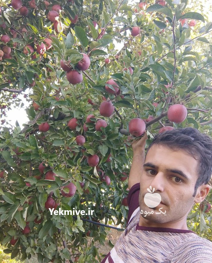 نهالستان سیمین نهال سبز در میاندوآب در گروه خرید فروش نهال - انواع گردو پسته بادام سلطانی انگور در یکمیوه -عکس2