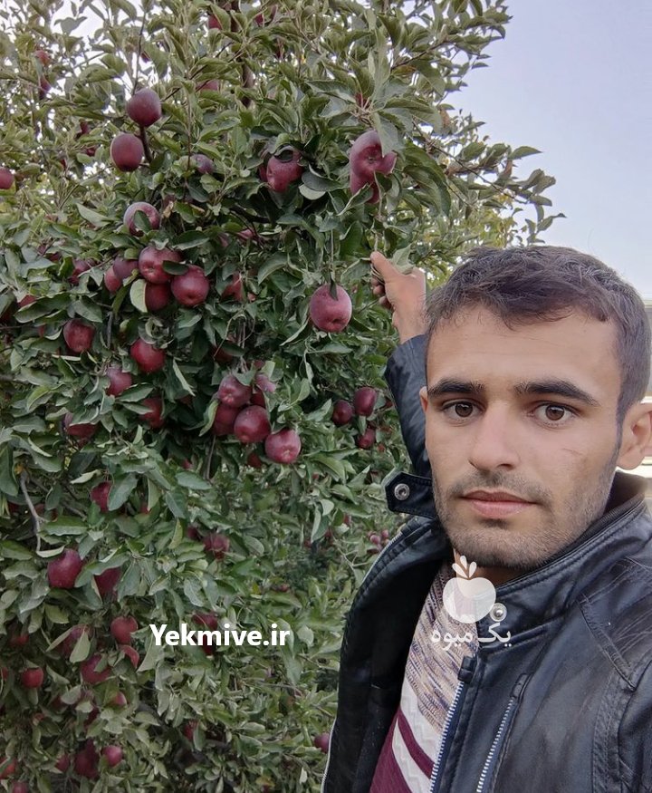 نهالستان سیمین نهال سبز در میاندوآب در گروه خرید فروش نهال - انواع گردو پسته بادام سلطانی انگور در یکمیوه -عکس3