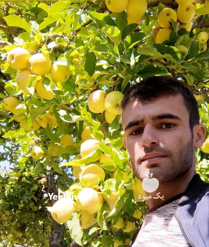 نهالستان سیمین نهال سبز در میاندوآب در گروه خرید فروش نهال - انواع گردو پسته بادام سلطانی انگور در یکمیوه -عکس4