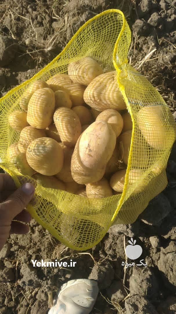 سیب زمینی درجه یک سوپر بار در صفاشهر در گروه خرید فروش عمده سیب زمینی - زودرس دیررس آگریا اسپریت اردبیل همدان در یکمیوه -عکس1