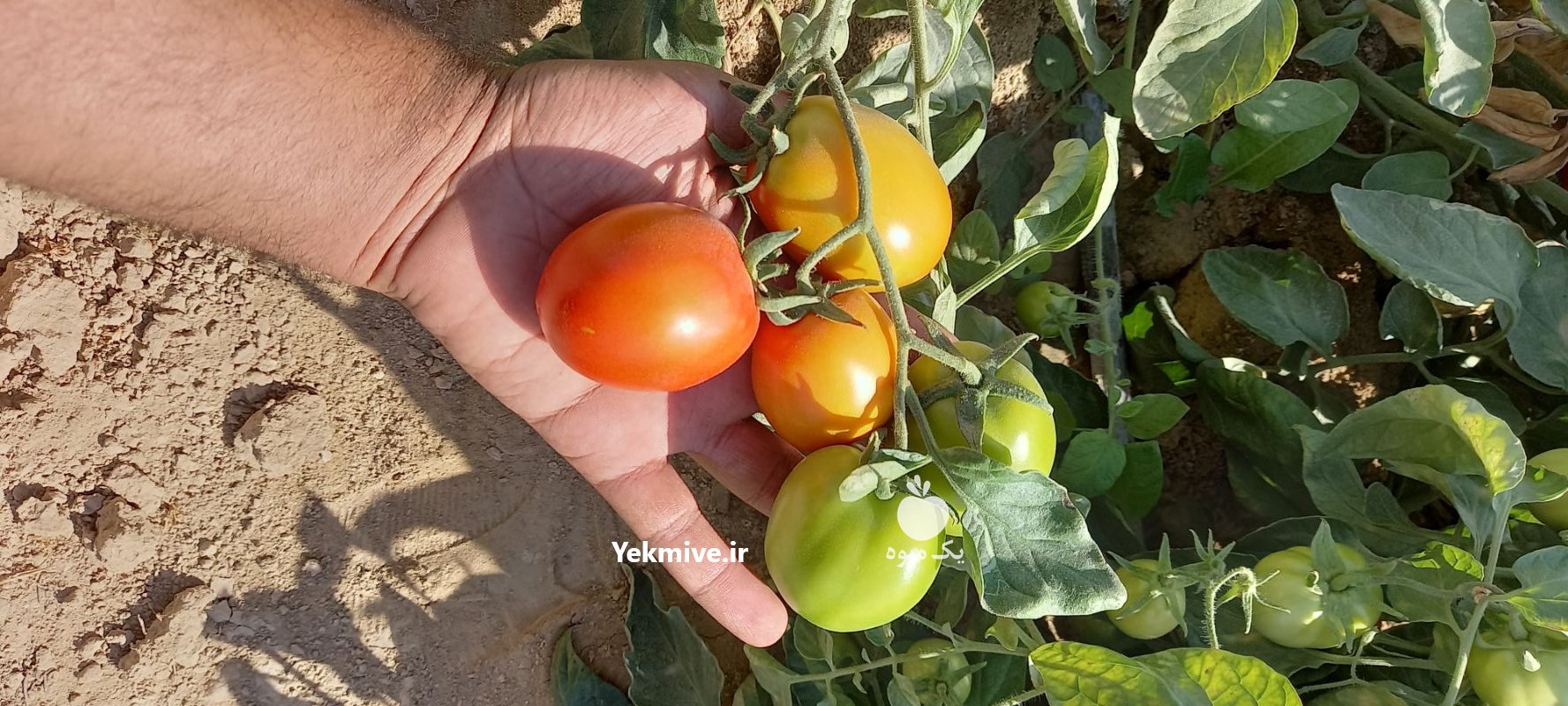 فروش گوجه دو رنگ درجه یک فارس در ایرانشهر در گروه خرید فروش عمده گوجه فرنگی - فرنگی سبز قرمز سیاه کبابی ربی در یکمیوه -عکس1