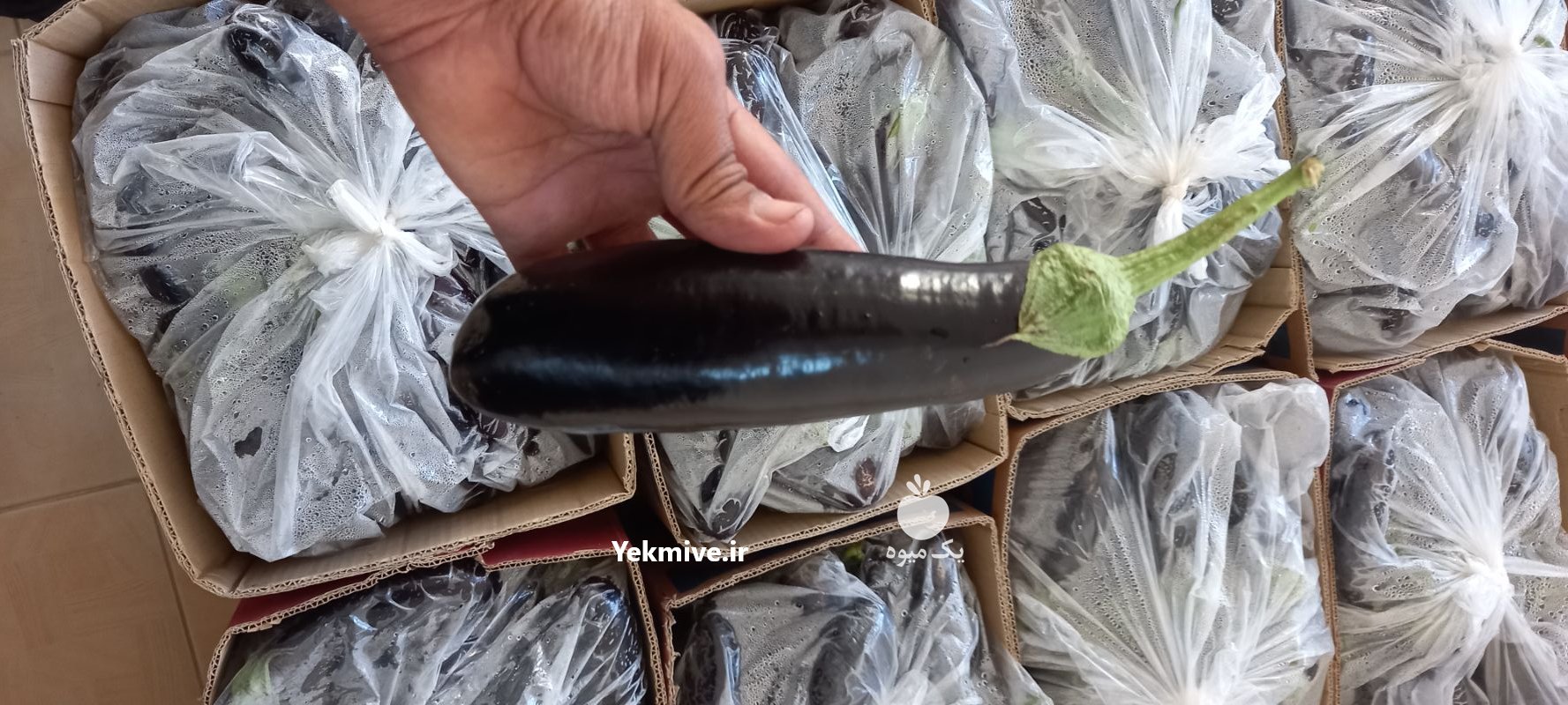 فروش گوجه دو رنگ درجه یک فارس در ایرانشهر در گروه خرید فروش عمده گوجه فرنگی - فرنگی سبز قرمز سیاه کبابی ربی در یکمیوه -عکس2