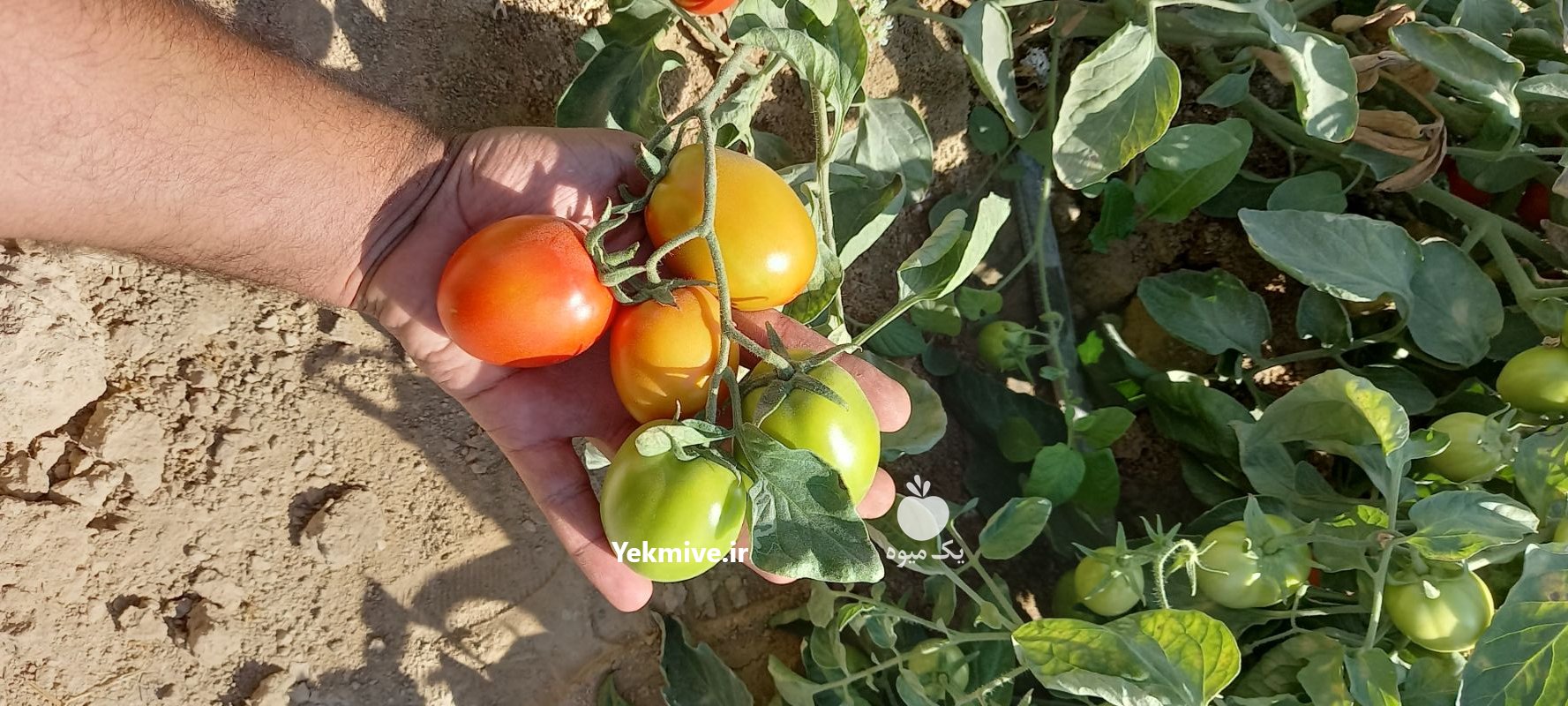 فروش گوجه دو رنگ درجه یک فارس در ایرانشهر در گروه خرید فروش عمده گوجه فرنگی - فرنگی سبز قرمز سیاه کبابی ربی در یکمیوه -عکس3