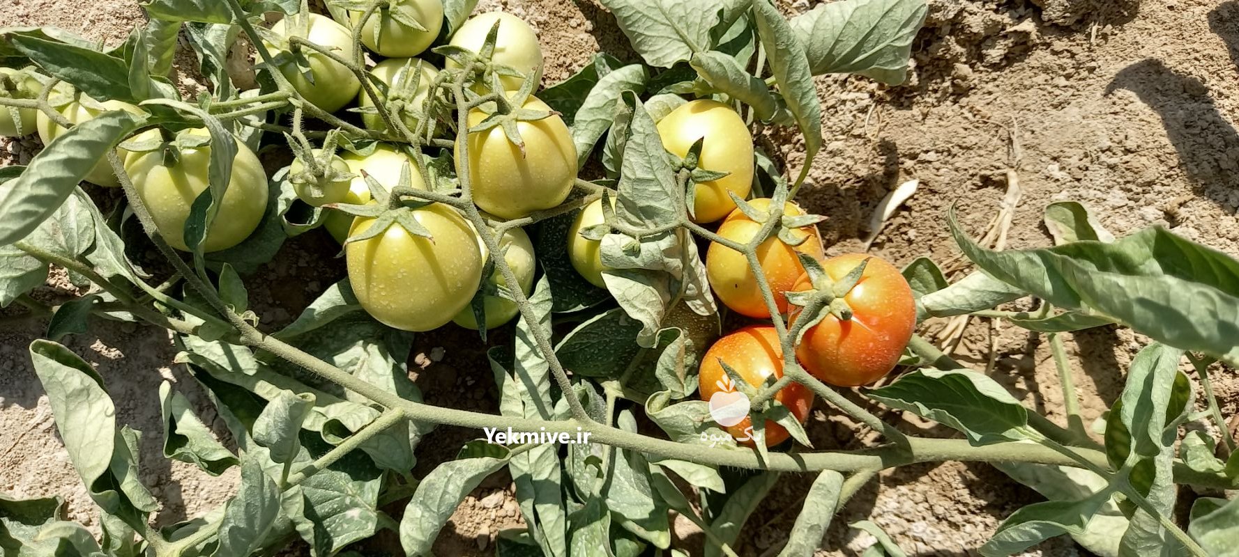 فروش گوجه دو رنگ درجه یک فارس در ایرانشهر در گروه خرید فروش عمده گوجه فرنگی - فرنگی سبز قرمز سیاه کبابی ربی در یکمیوه -عکس4