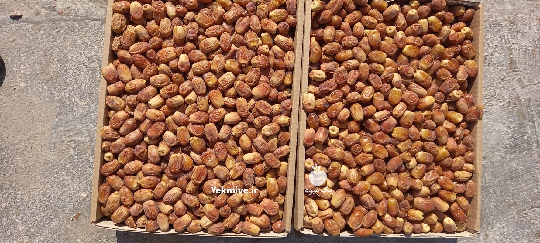 خرما زاهدی با کیفیت پشتکوه در باغستان در گروه خرید فروش عمده خرما - کبکاب تازه زاهدی خشک خارک در یکمیوه -عکس1