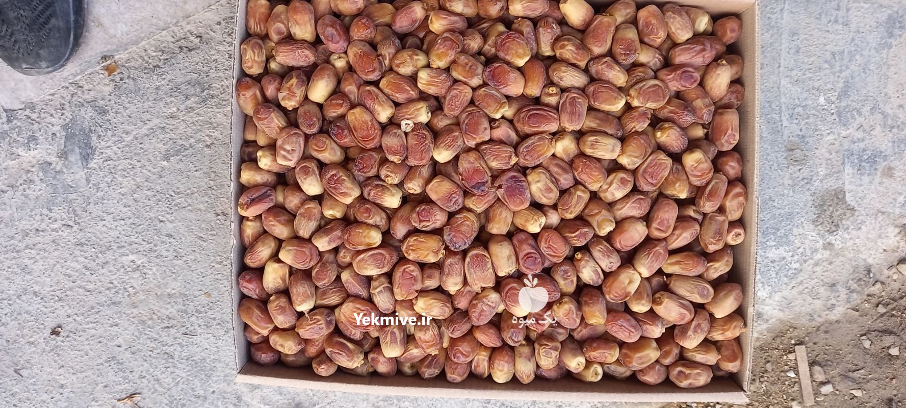 خرما زاهدی با کیفیت پشتکوه در باغستان در گروه خرید فروش عمده خرما - کبکاب تازه زاهدی خشک خارک در یکمیوه -عکس2