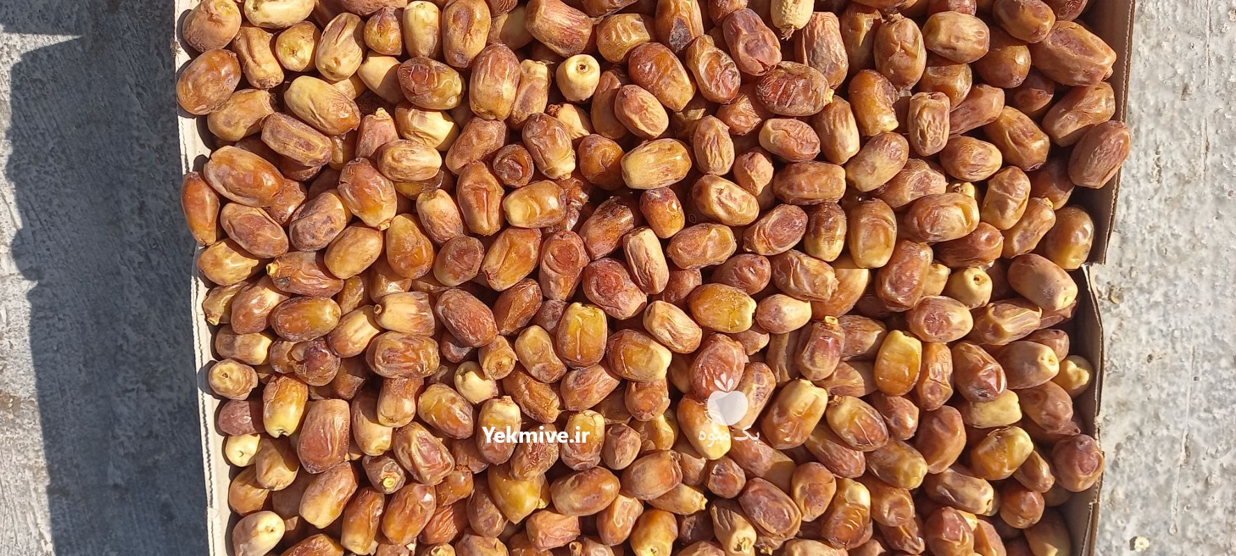 خرما زاهدی با کیفیت پشتکوه در باغستان در گروه خرید فروش عمده خرما - کبکاب تازه زاهدی خشک خارک در یکمیوه -عکس3