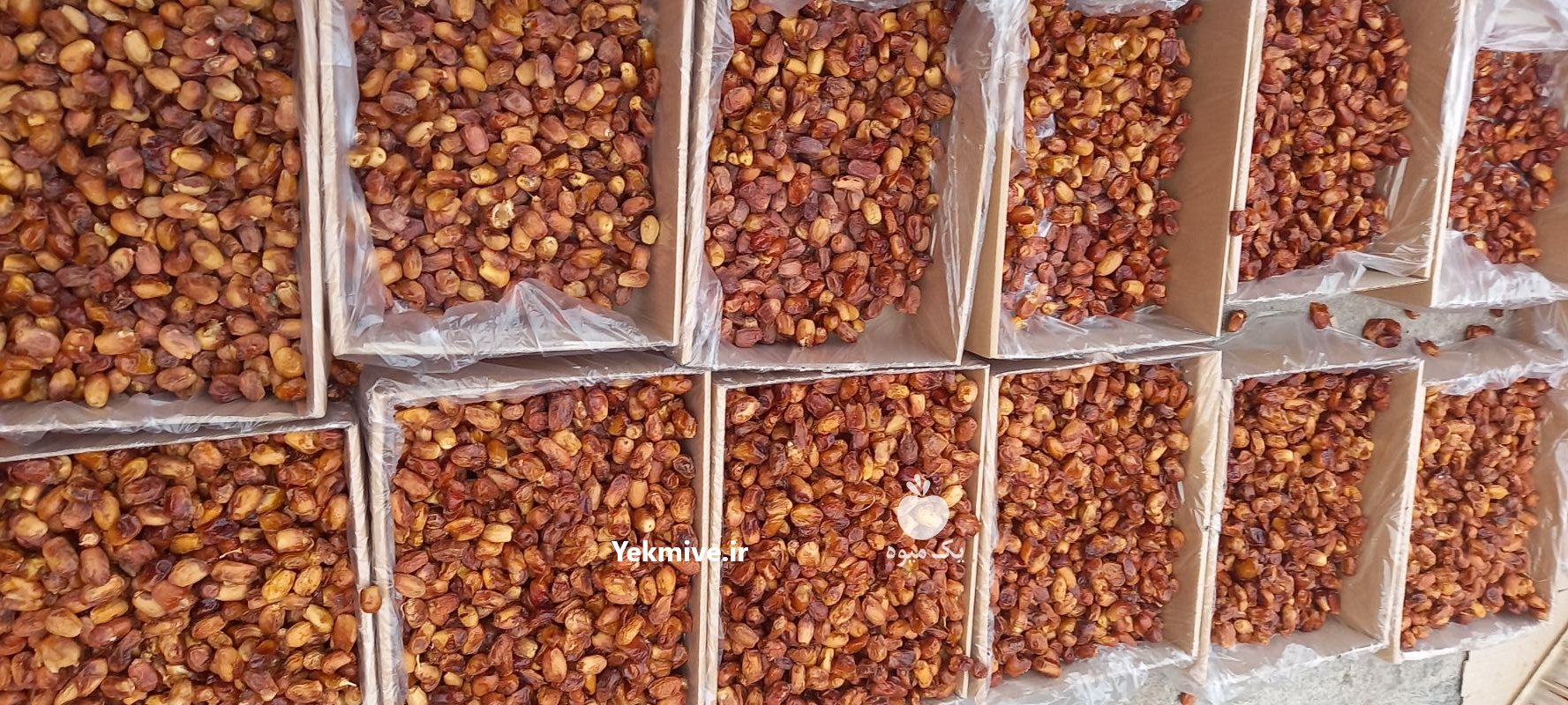 خرما زاهدی با کیفیت پشتکوه در باغستان در گروه خرید فروش عمده خرما - کبکاب تازه زاهدی خشک خارک در یکمیوه -عکس4