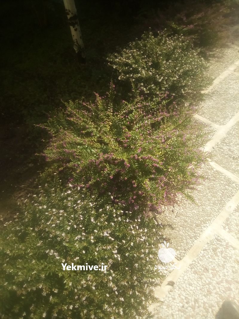 کلیه کارباغبانی صفرتاصد درنوشهر در مازندران در گروه سایر خدمات - حوزه محصولات کشاورزی و دامپروری در یکمیوه -عکس1