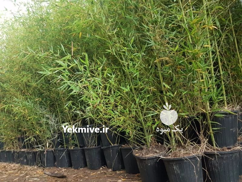 نهال بامبو همیشه سبز در لاهیجان در گروه خرید فروش عمده سایر محصولات زراعی سر زمین در یکمیوه -عکس1