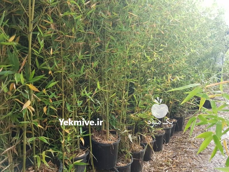 نهال بامبو همیشه سبز در لاهیجان در گروه خرید فروش عمده سایر محصولات زراعی سر زمین در یکمیوه -عکس2
