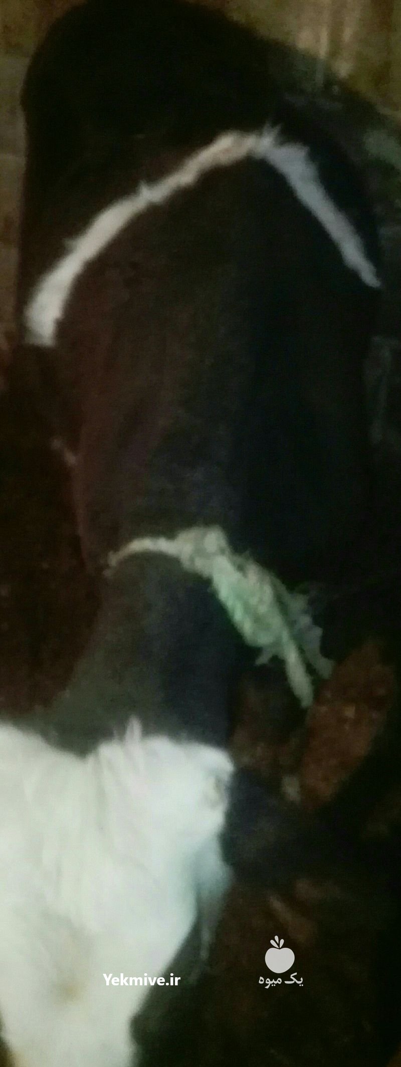 گوساله مور ماده به رنگ قرمز در مراغه در گروه دام سنگین - خرید فروش عمده جزیی در یکمیوه -عکس1