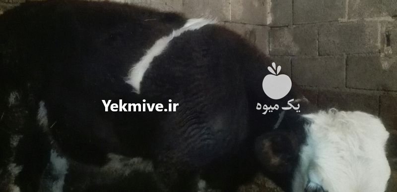 گوساله مور ماده به رنگ قرمز در مراغه در گروه دام سنگین - خرید فروش عمده جزیی در یکمیوه -عکس2