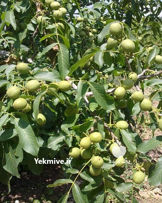 نهال گردو اصلاح شده تضیمینی در تویسرکان در گروه خرید فروش عمده سایر محصولات باغبانی مرکبات در یکمیوه -عکس2