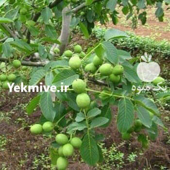 نهال گردو اصلاح شده تضیمینی در تویسرکان در گروه خرید فروش عمده سایر محصولات باغبانی مرکبات در یکمیوه -عکس1