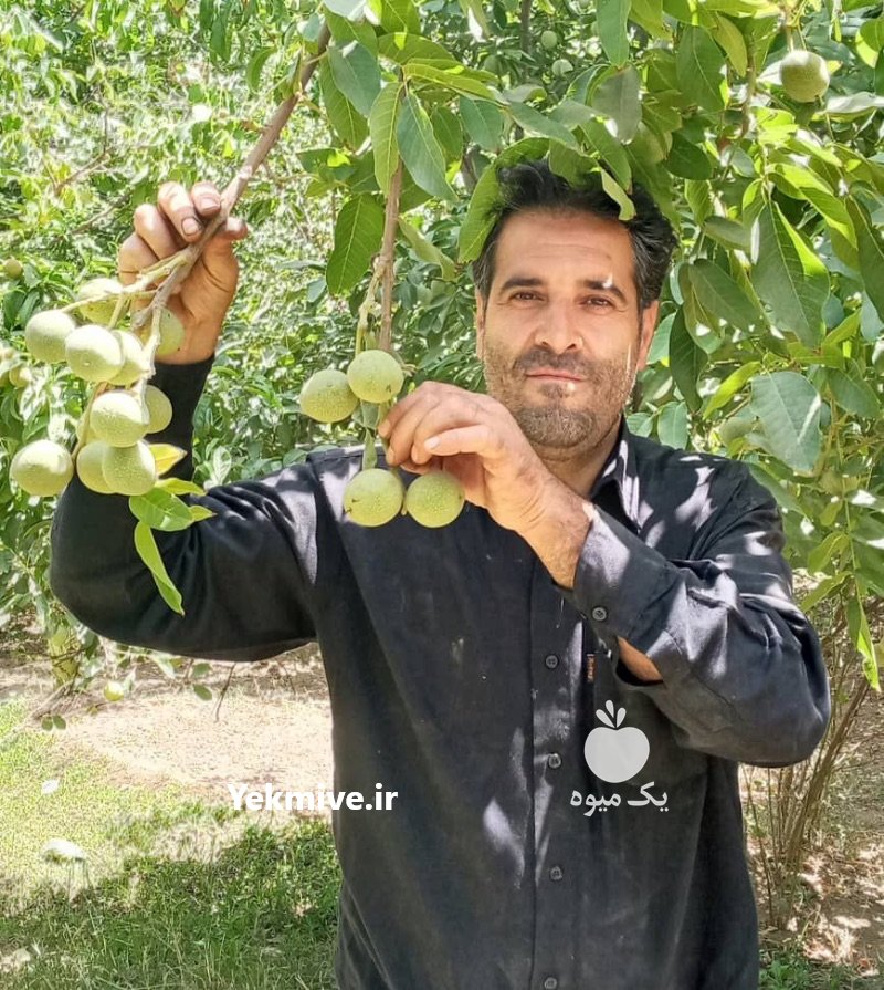 نهال گردو اصلاح شده تضیمینی در تویسرکان در گروه خرید فروش عمده سایر محصولات باغبانی مرکبات در یکمیوه -عکس3