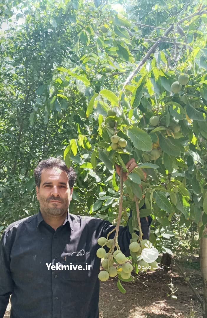 نهال گردو اصلاح شده تضیمینی در تویسرکان در گروه خرید فروش عمده سایر محصولات باغبانی مرکبات در یکمیوه -عکس4