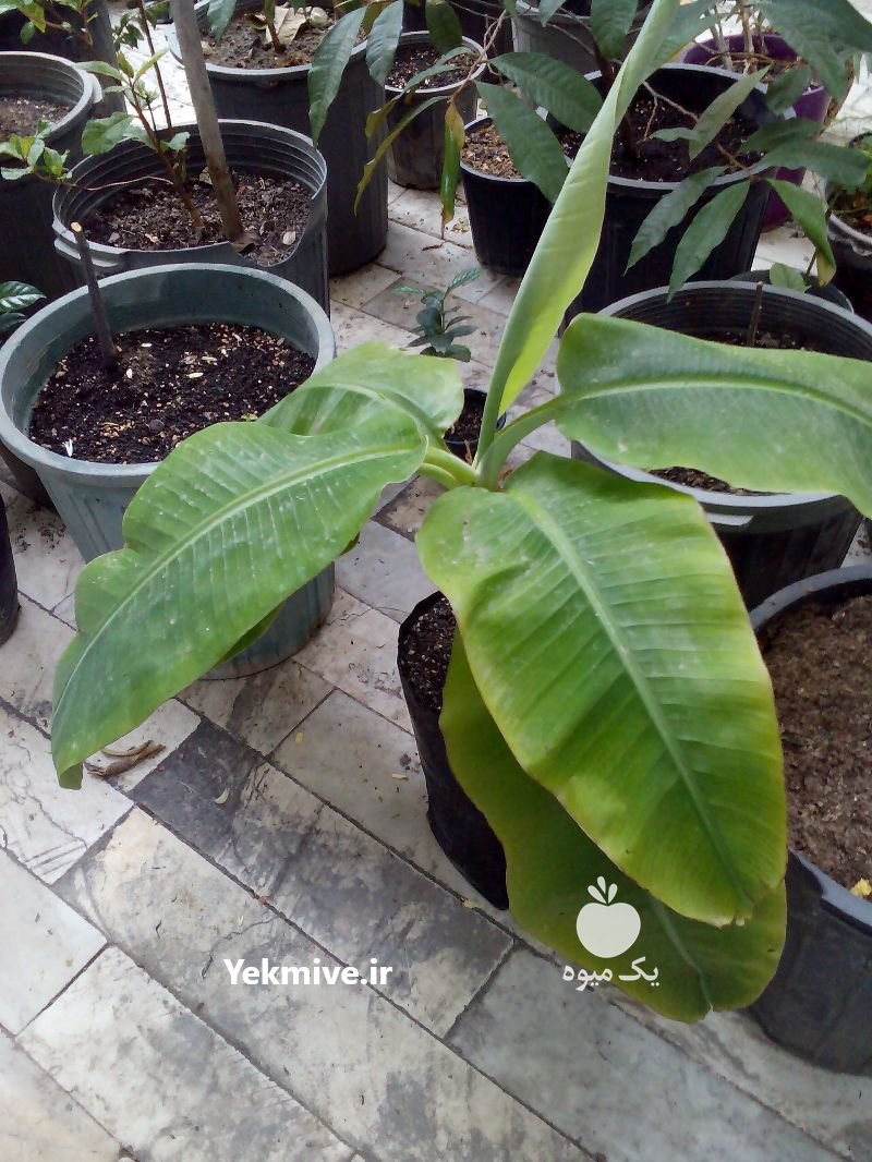 نهال موز غولپیکر آمازون در ورامین در گروه خرید فروش عمده موز - زرد سبز پاکستان چیکیتا اکوادوور در یکمیوه -عکس1