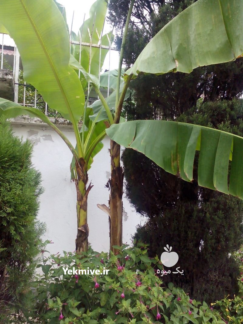 نهال موز غولپیکر آمازون در ورامین در گروه خرید فروش عمده موز - زرد سبز پاکستان چیکیتا اکوادوور در یکمیوه -عکس2