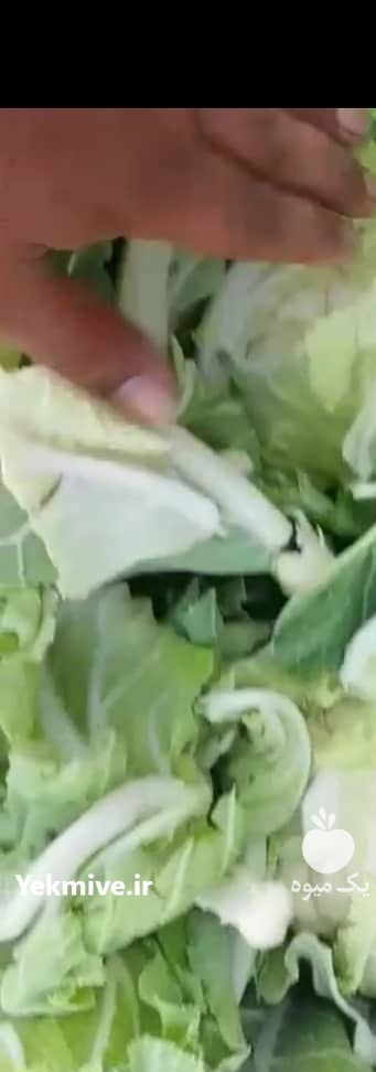 فروش گل کلم پی اس در گتوند در گروه خرید فروش عمده گل کلم - سفید بنفش شور ترشی در یکمیوه -عکس2