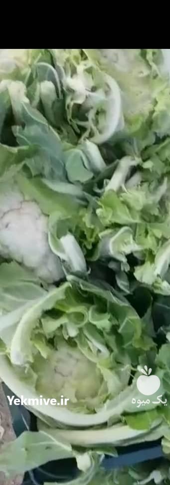 فروش گل کلم پی اس در گتوند در گروه خرید فروش عمده گل کلم - سفید بنفش شور ترشی در یکمیوه -عکس3