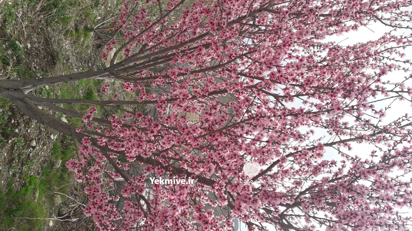 فروش و سرمایه گذار در گندمان در چهارمحال وبختیاری در گروه سایر ملک و زمین روستایی کشاورزی دامداری در یکمیوه -عکس2