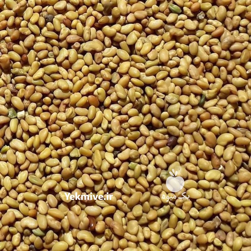 فروش انواع بذر یونجه و شبدر در ایلخچی در گروه خرید فروش بذر - انواع محصول کشاورزی گوجه کتان میوه درخت در یکمیوه -عکس2