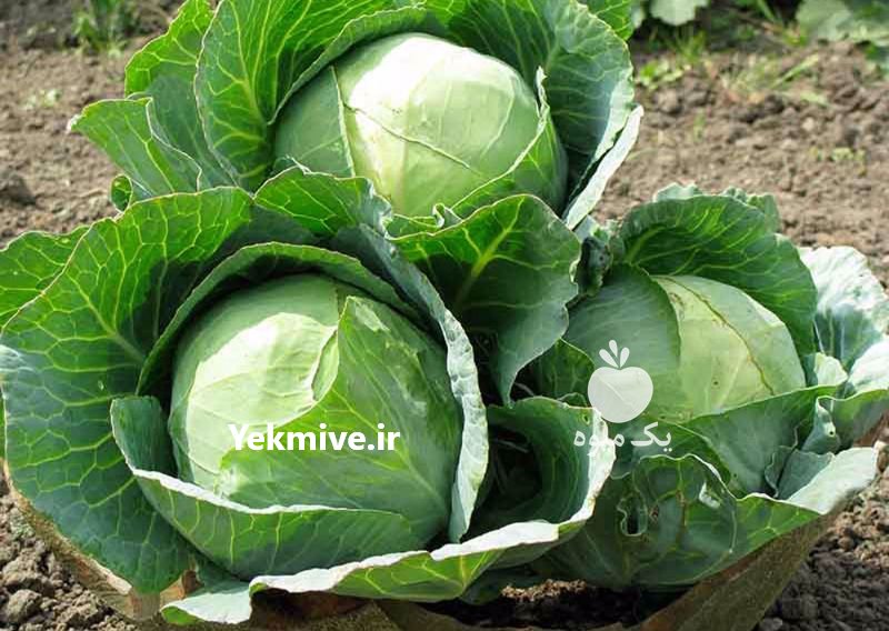 تامین کننده انواع کلم دزفول در خوزستان در گروه خرید فروش عمده انواع کلم برگ و پیچ و بروکلی در یکمیوه -عکس1