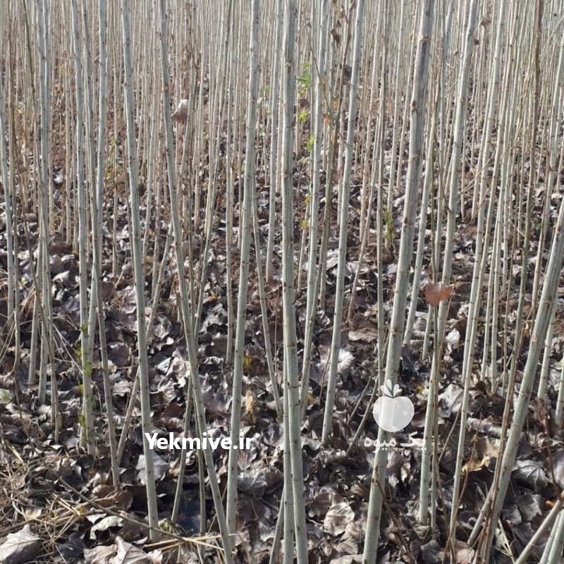 نهال صنوبر نیگرا دارچینی در آستانه اشرفیه در گروه خرید فروش عمده سایر محصولات باغبانی مرکبات در یکمیوه -عکس1