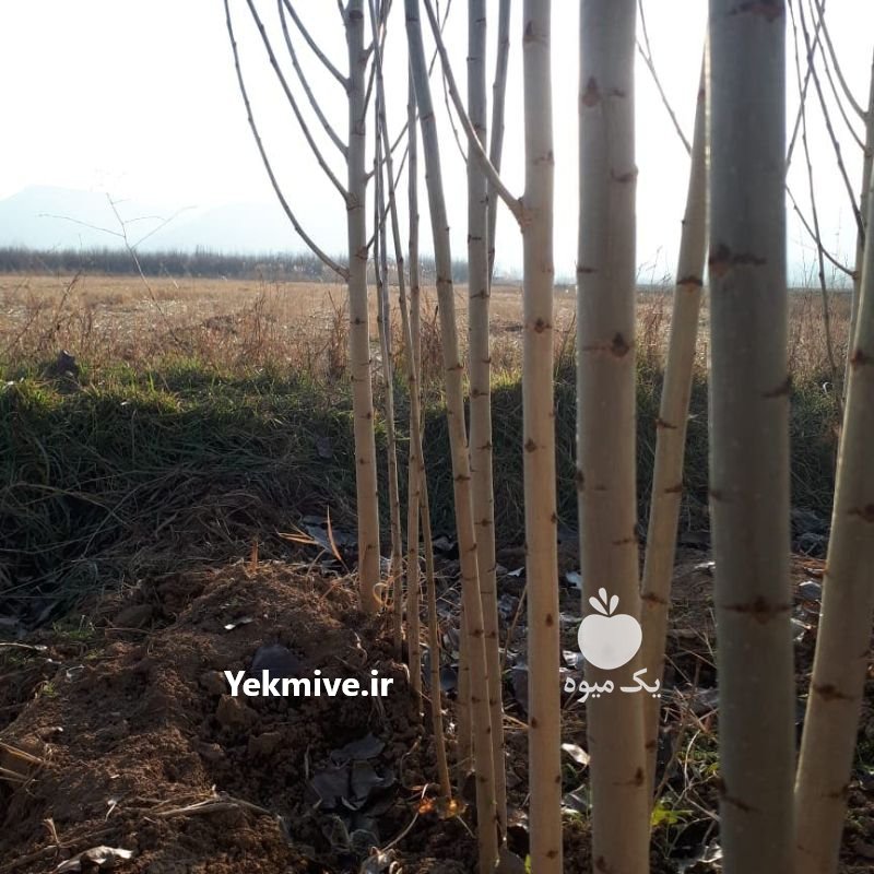 نهال صنوبر نیگرا دارچینی در آستانه اشرفیه در گروه خرید فروش عمده سایر محصولات باغبانی مرکبات در یکمیوه -عکس2