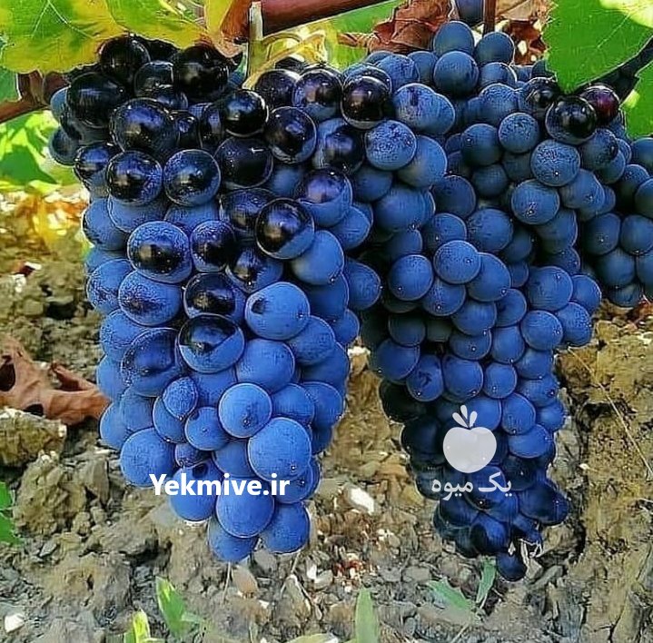 شرکت نهالستان سیمین نهال سبز در آذربایجان غربی در گروه خرید فروش نهال - انواع گردو پسته بادام سلطانی انگور در یکمیوه -عکس1