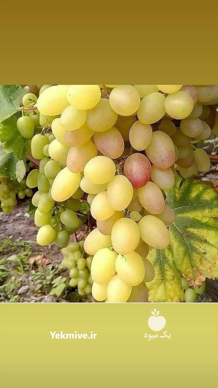 شرکت نهالستان سیمین نهال سبز در آذربایجان غربی در گروه خرید فروش نهال - انواع گردو پسته بادام سلطانی انگور در یکمیوه -عکس2