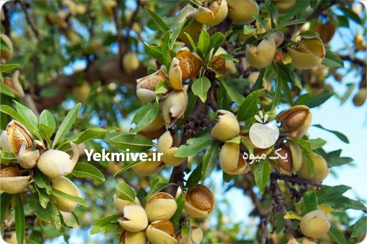 شرکت نهالستان سیمین نهال سبز در آذربایجان غربی در گروه خرید فروش نهال - انواع گردو پسته بادام سلطانی انگور در یکمیوه -عکس3