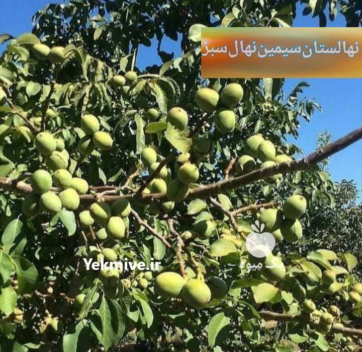 شرکت نهالستان سیمین نهال سبز در آذربایجان غربی در گروه خرید فروش نهال - انواع گردو پسته بادام سلطانی انگور در یکمیوه -عکس4