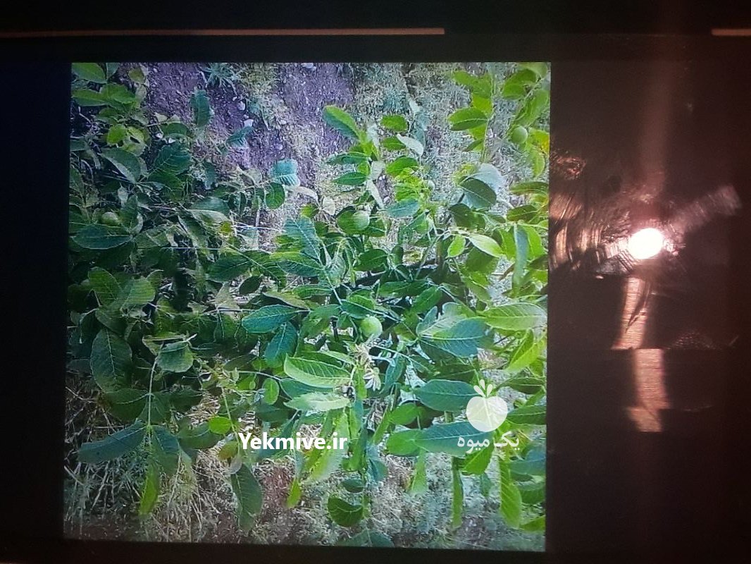 نهال گردو بادام پسته صنوبر و  در نهاوند در گروه خرید فروش نهال - انواع گردو پسته بادام سلطانی انگور در یکمیوه -عکس1