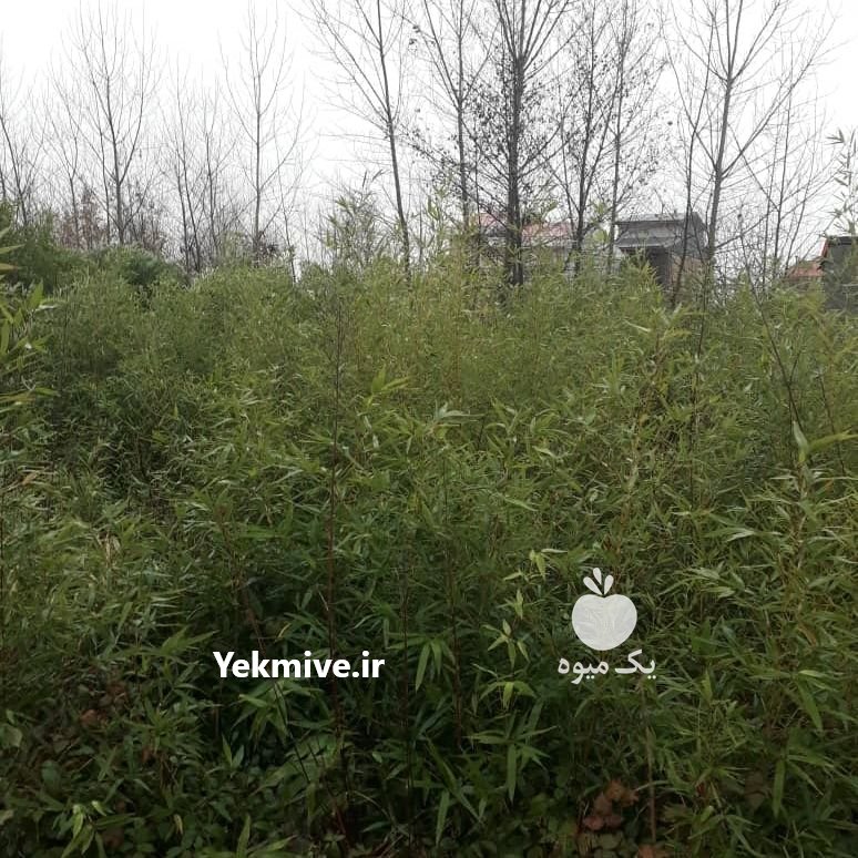 نهال بامبو یا خیزران با ریشه در لاهیجان در گروه خرید فروش نهال - انواع گردو پسته بادام سلطانی انگور در یکمیوه -عکس1