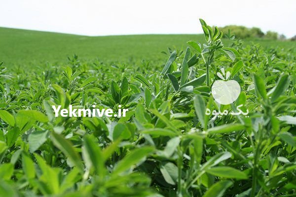 فروش انواع بذر یونجه درجه یک در اراک در گروه خرید فروش بذر - انواع محصول کشاورزی گوجه کتان میوه درخت در یکمیوه -عکس3