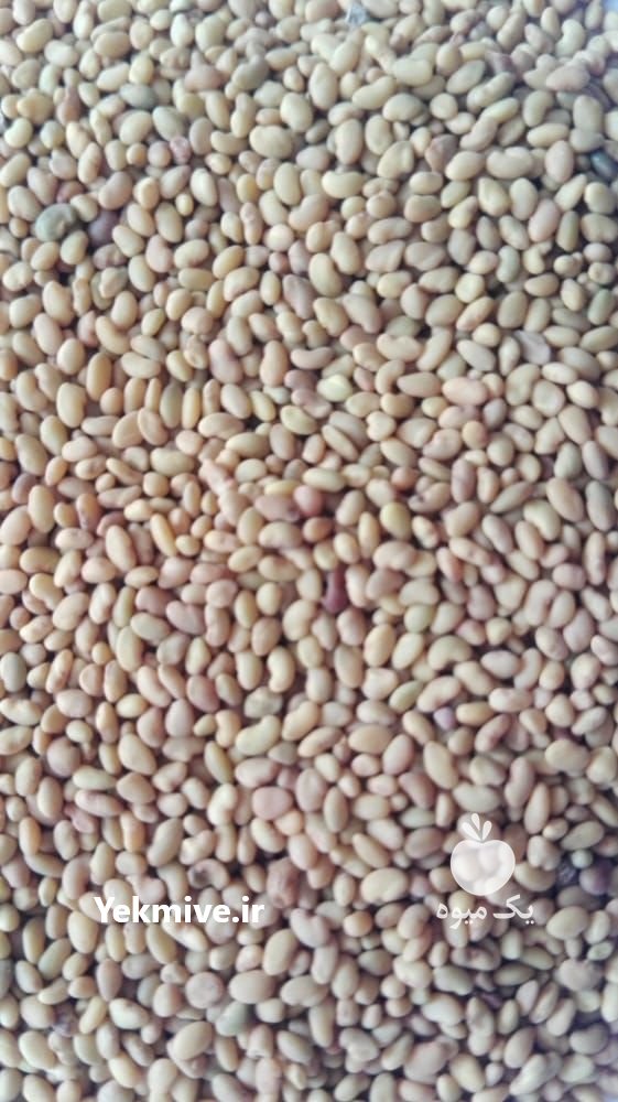 فروش انواع بذر یونجه درجه یک در اراک در گروه خرید فروش بذر - انواع محصول کشاورزی گوجه کتان میوه درخت در یکمیوه -عکس4
