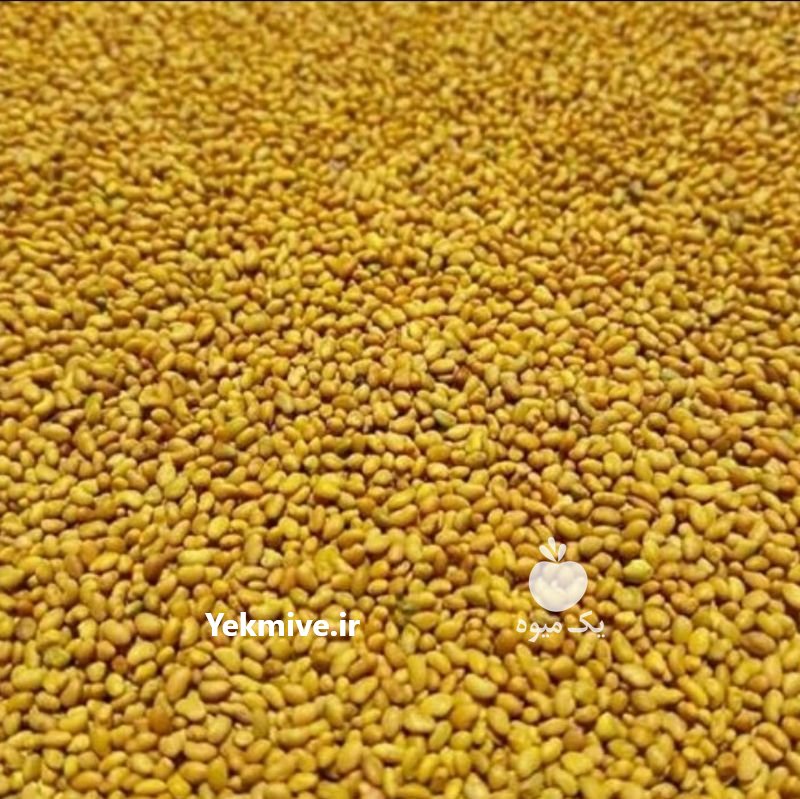 فروش انواع بذر یونجه درجه یک در آق قلا در گروه خرید فروش بذر - انواع محصول کشاورزی گوجه کتان میوه درخت در یکمیوه -عکس2