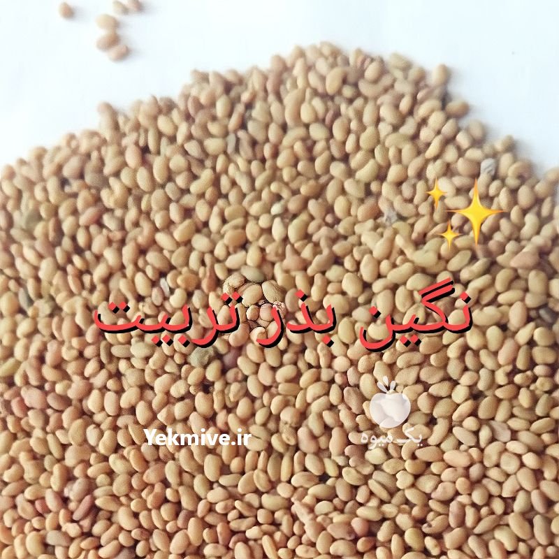 فروش انواع بذر یونجه درجه یک در آق قلا در گروه خرید فروش بذر - انواع محصول کشاورزی گوجه کتان میوه درخت در یکمیوه -عکس4