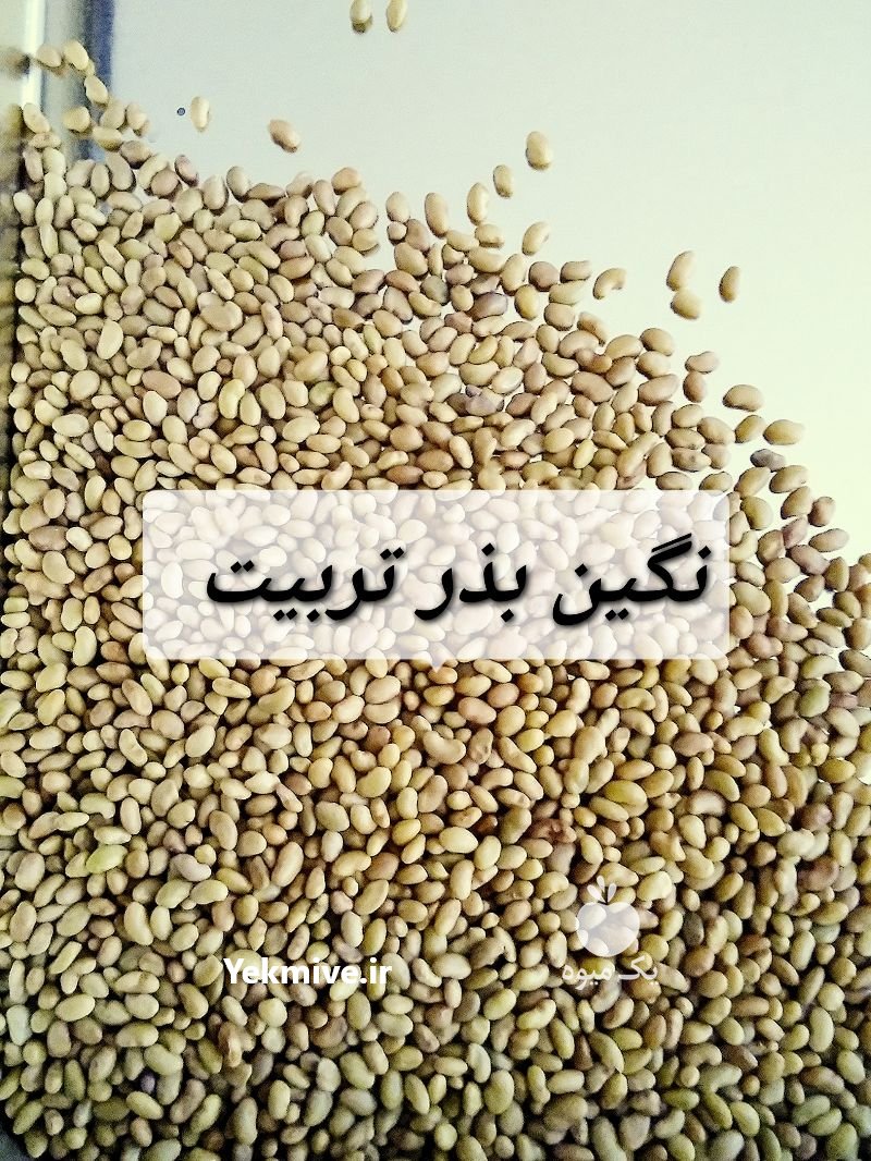 فروش انواع بذر یونجه اعلا در دلیجان در گروه خرید فروش بذر - انواع محصول کشاورزی گوجه کتان میوه درخت در یکمیوه -عکس1