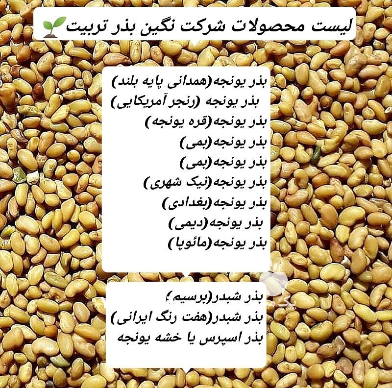 فروش انواع بذر یونجه اعلا در دلیجان در گروه خرید فروش بذر - انواع محصول کشاورزی گوجه کتان میوه درخت در یکمیوه -عکس2