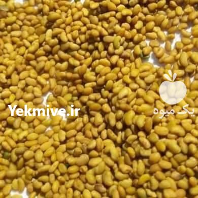 فروش انواع بذر یونجه درجه یک در کهنوج در گروه خرید فروش بذر - انواع محصول کشاورزی گوجه کتان میوه درخت در یکمیوه -عکس2