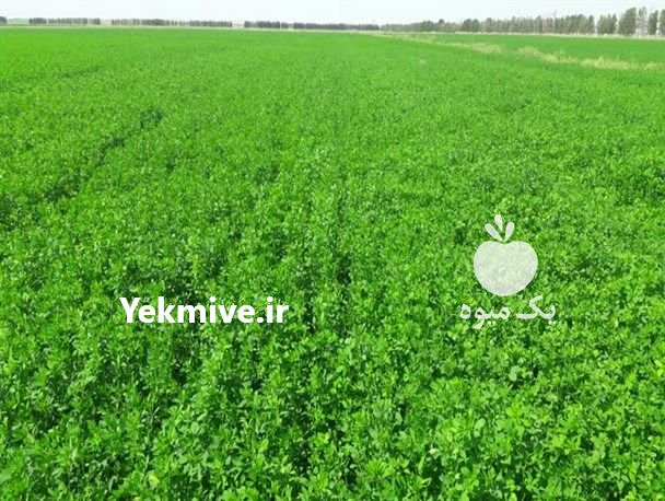 فروش انواع بذر یونجه درجه یک در کهنوج در گروه خرید فروش بذر - انواع محصول کشاورزی گوجه کتان میوه درخت در یکمیوه -عکس4