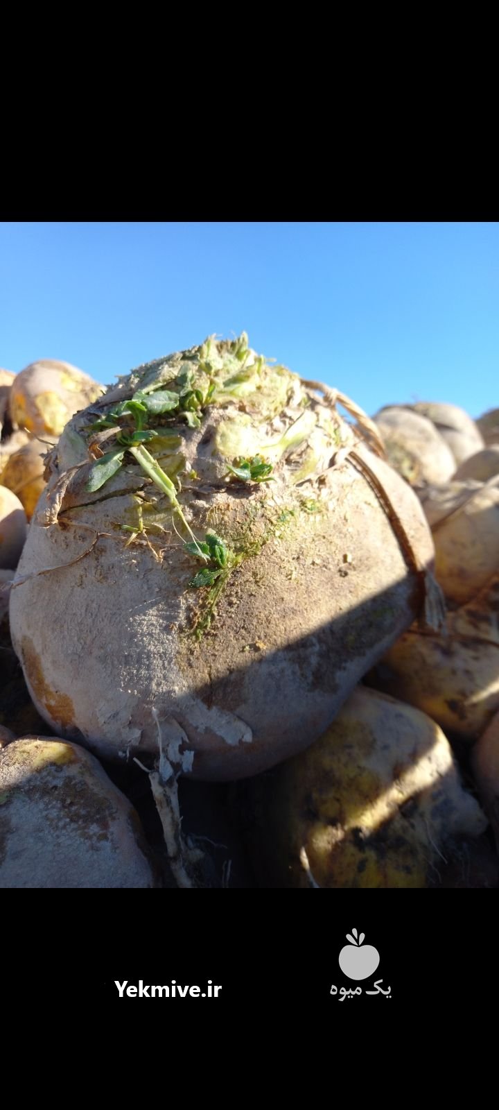 چغندر دامی شلغم دامی در اصفهان در گروه خوراک دام و طیور - پرواری شیری علوفه یونجه در یکمیوه -عکس1