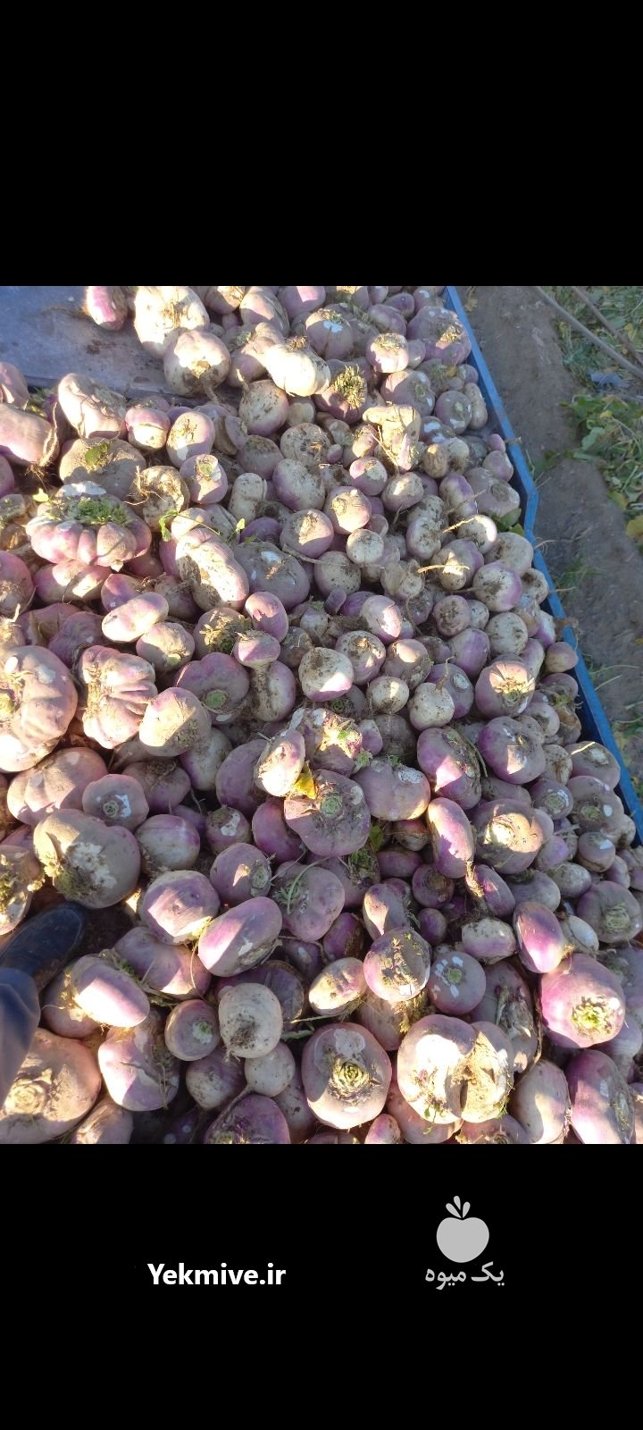 چغندر دامی شلغم دامی در اصفهان در گروه خوراک دام و طیور - پرواری شیری علوفه یونجه در یکمیوه -عکس2