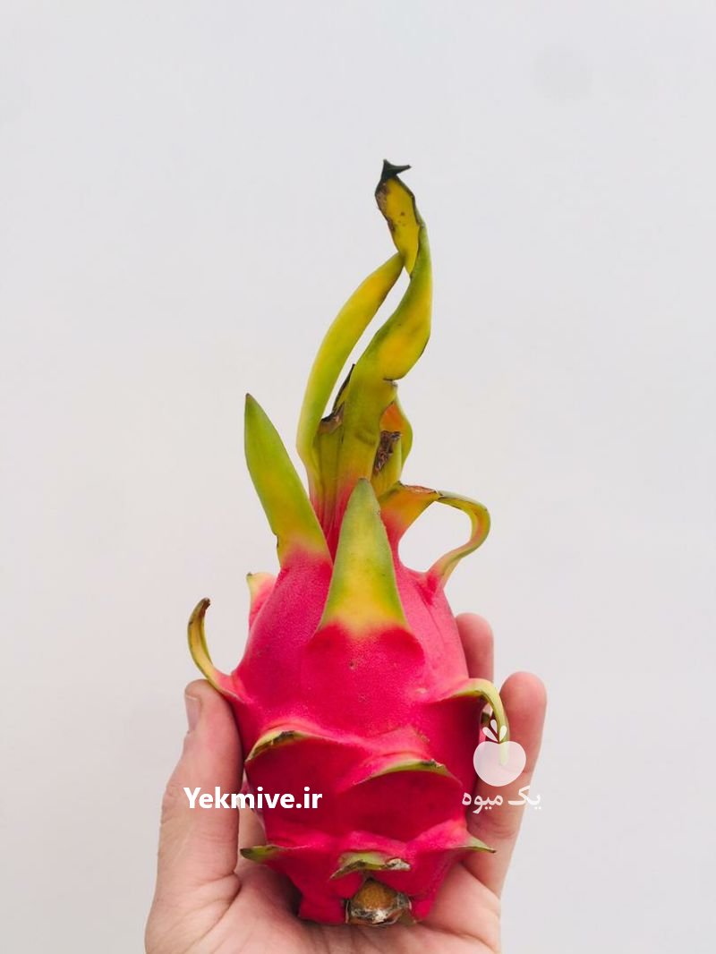 انواع میوه استوایی کمیاب در شیراز در گروه خرید فروش عمده میوه استوایی - پاپایا قرمز منگوستین گواوا بلوبری در یکمیوه -عکس4