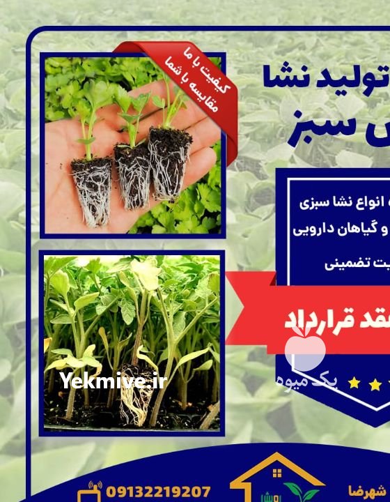 فروش نشا سبزی و صیفی در اصفهان در گروه خرید فروش نشا - انواع گوجه برنج کاهو پیاز کاری فرنگی در یکمیوه -عکس1