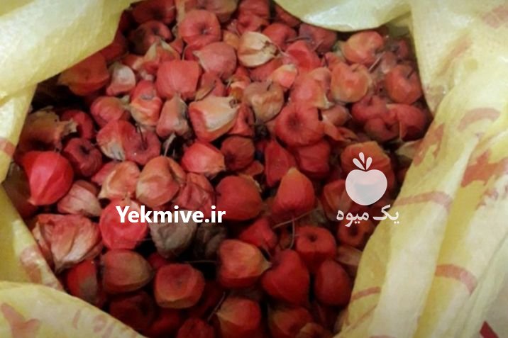 گیاهان دارویی و قارچ گانو در ساری در گروه خرید فروش عمده گیاهان دارویی - معطر خشک خواص دار در یکمیوه -عکس2