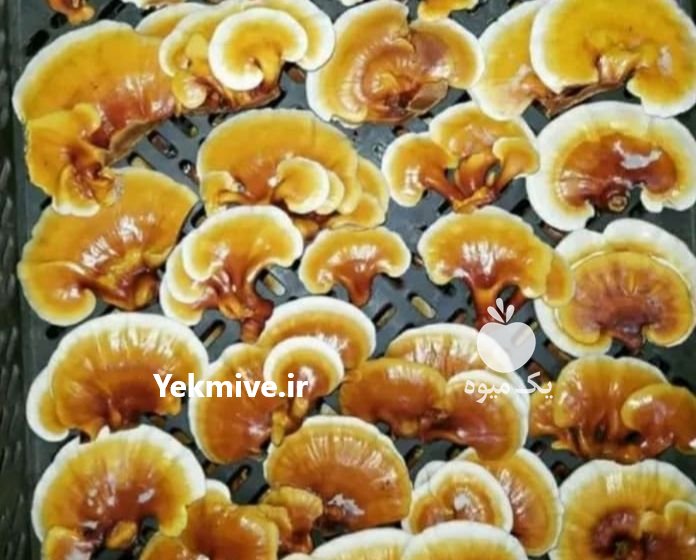 گیاهان دارویی و قارچ گانو در ساری در گروه خرید فروش عمده گیاهان دارویی - معطر خشک خواص دار در یکمیوه -عکس1